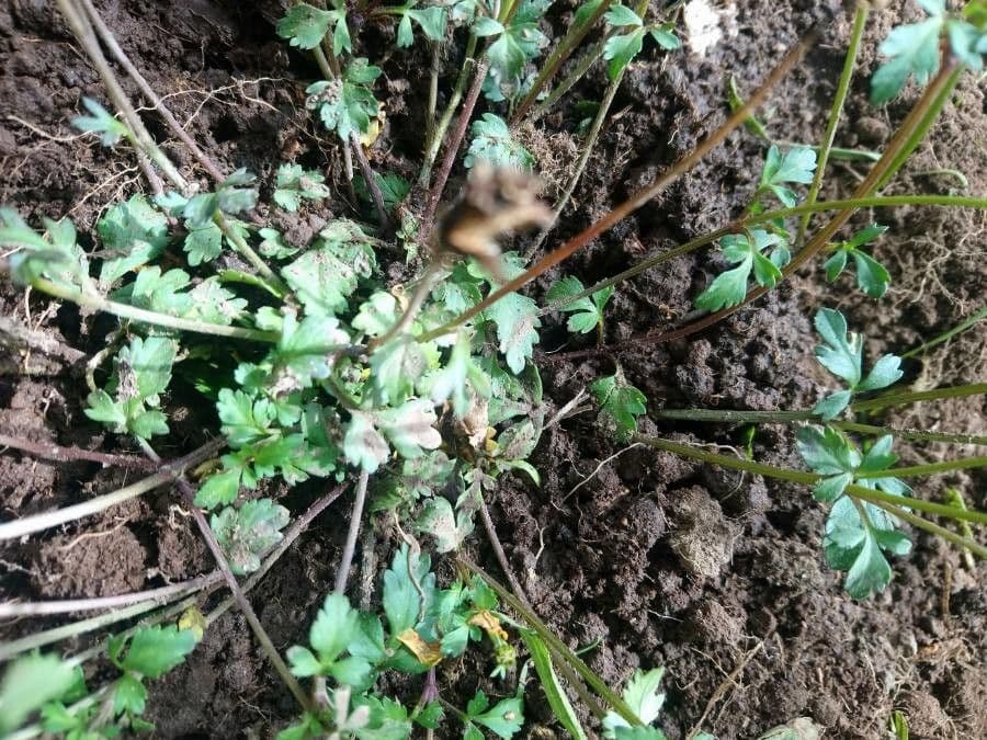 Tagetes lunulato 7