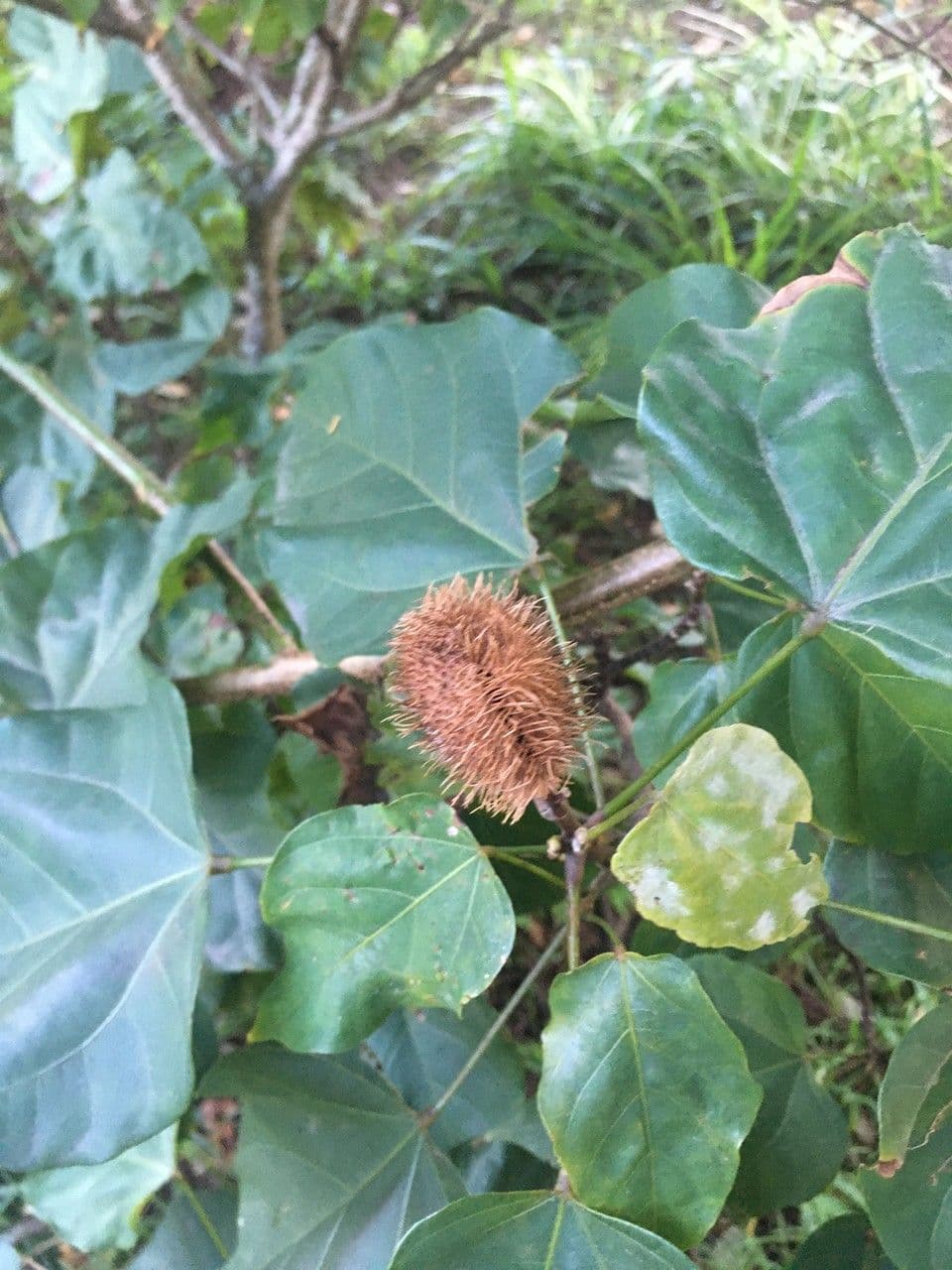 Achiote 5