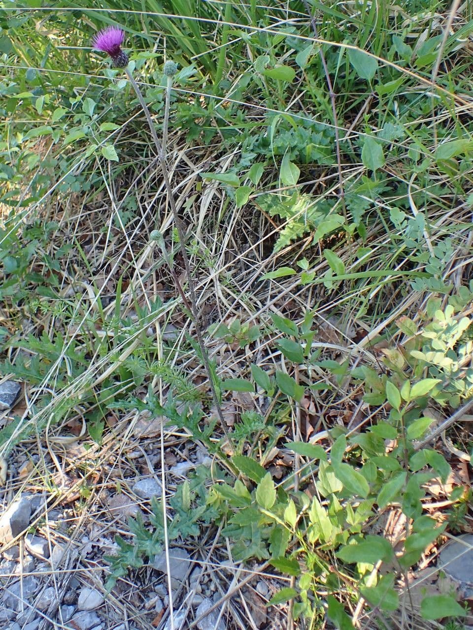 Knollen-Distel 13