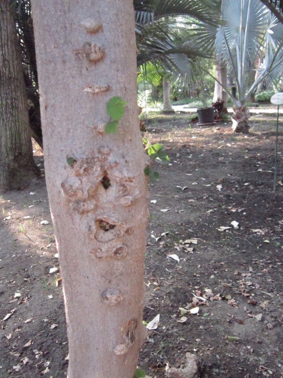 Grewia caffra 13