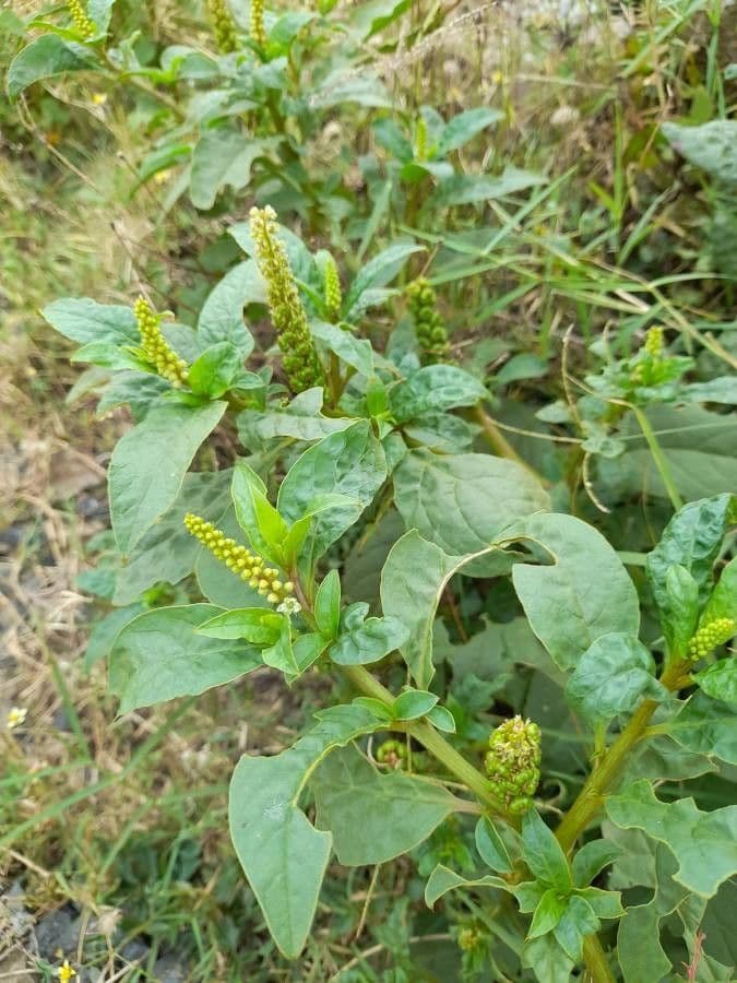 Phytolacca octandra 7