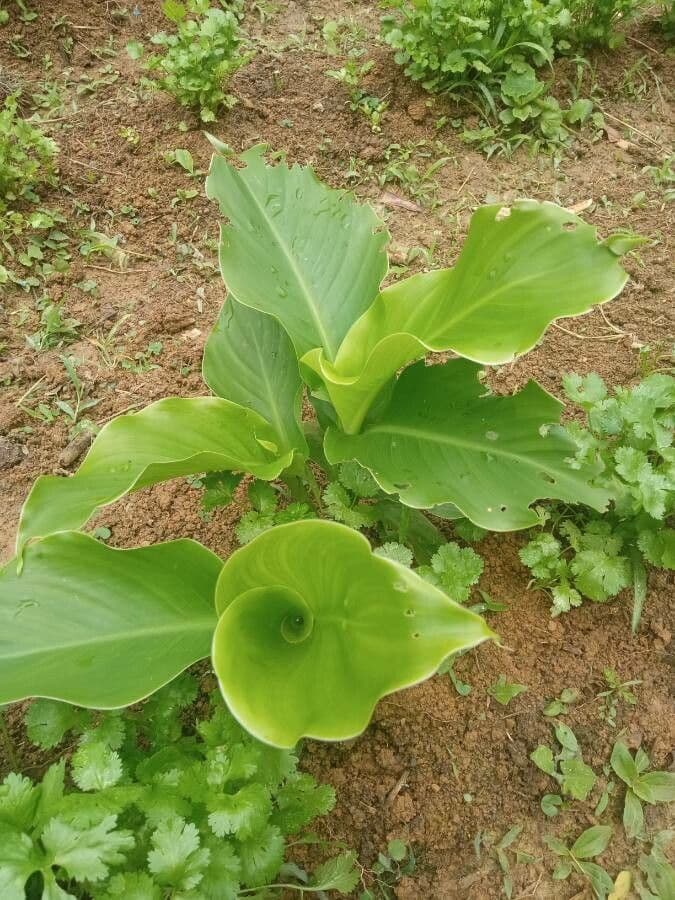 Zázvorník gardnerov 17