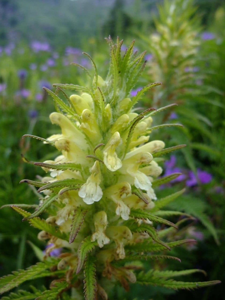 Pedicularis frondosa 7