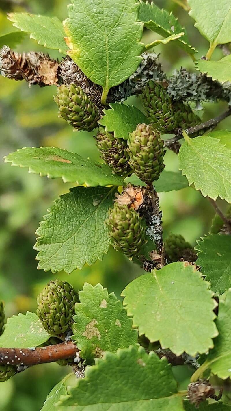 Betula humilis 5