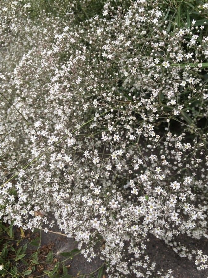 Gypsophila 3