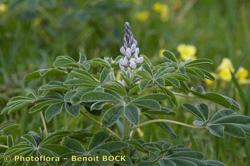 Weiße Lupine 26
