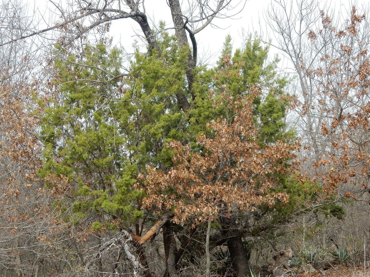 Ginepro di Pinchot 7