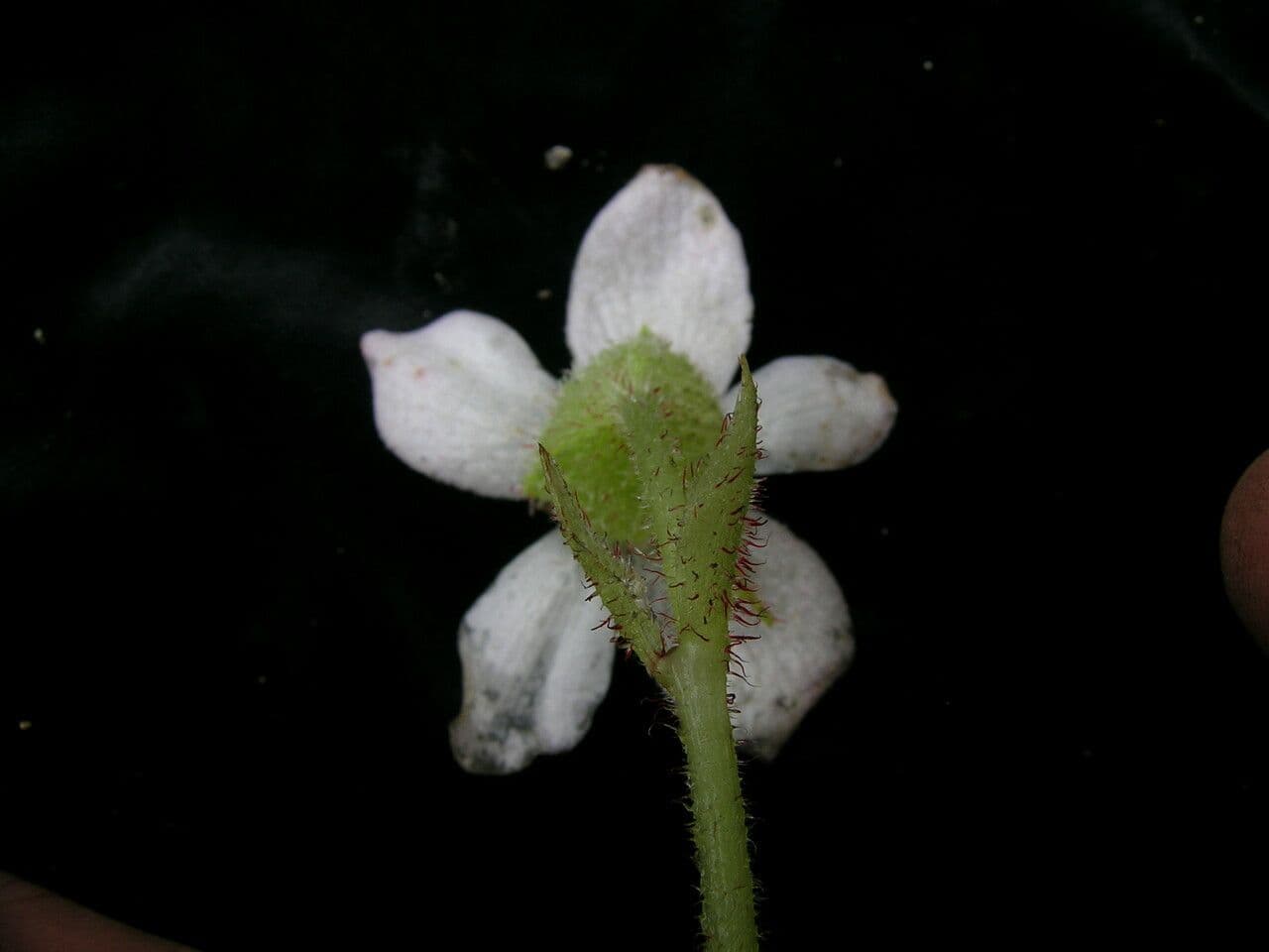 Begonia dipinta 12