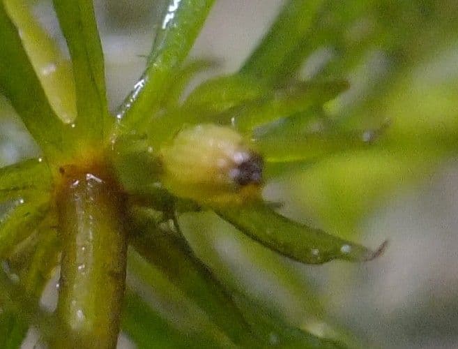 Ceratofillo comune 6