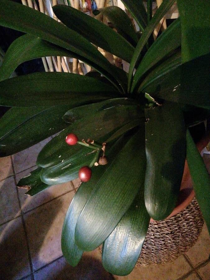 Clivia 19