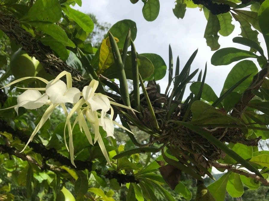 Brassavola 12