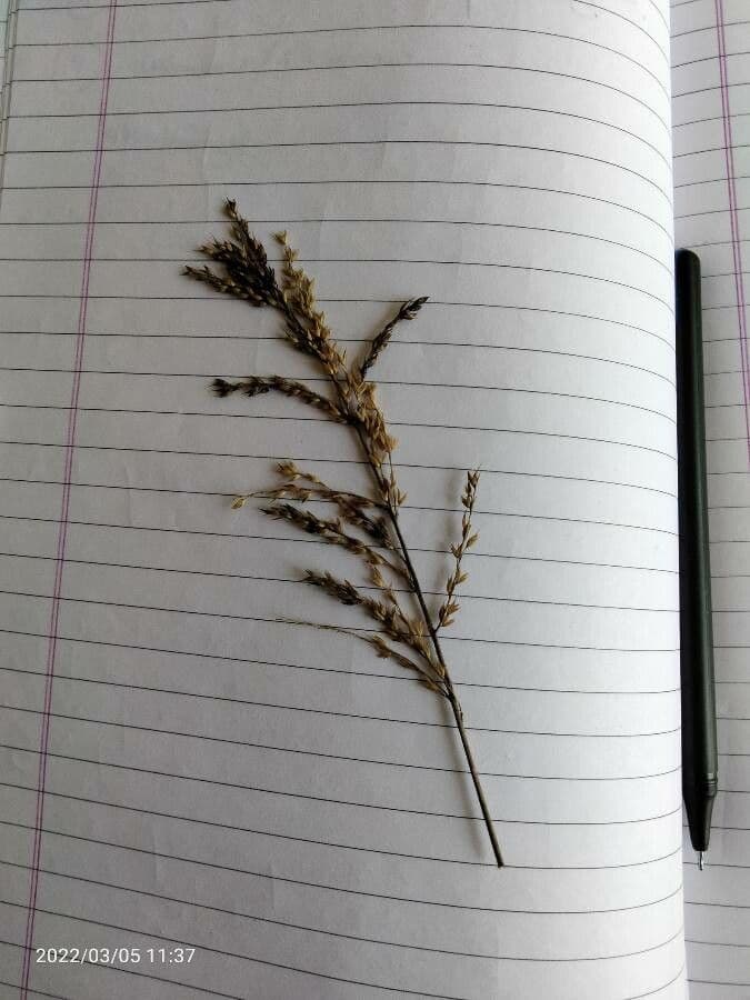 Eragrostis 14