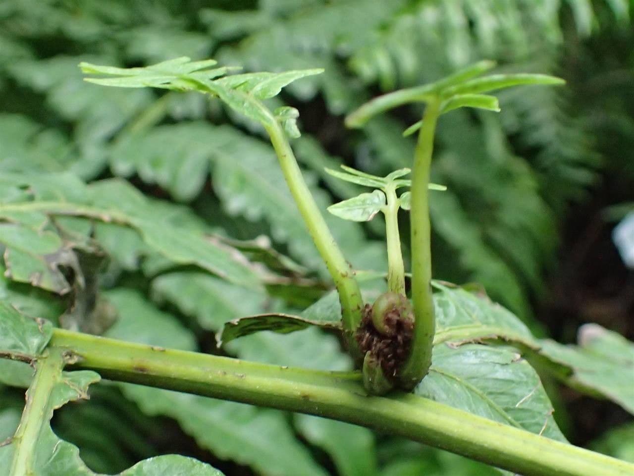 Diplazium proliferum