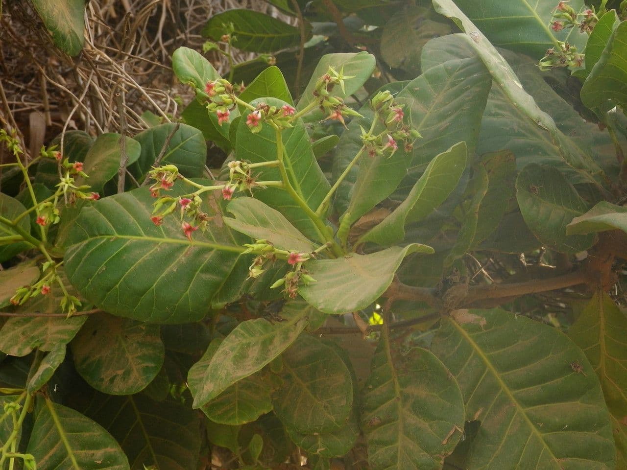 Anacardio 12