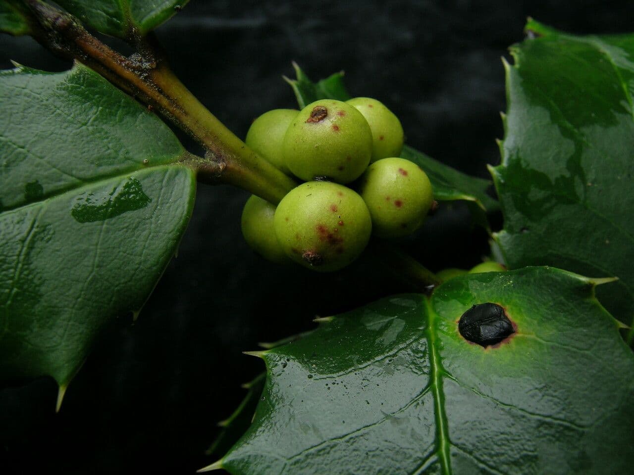 Ilex