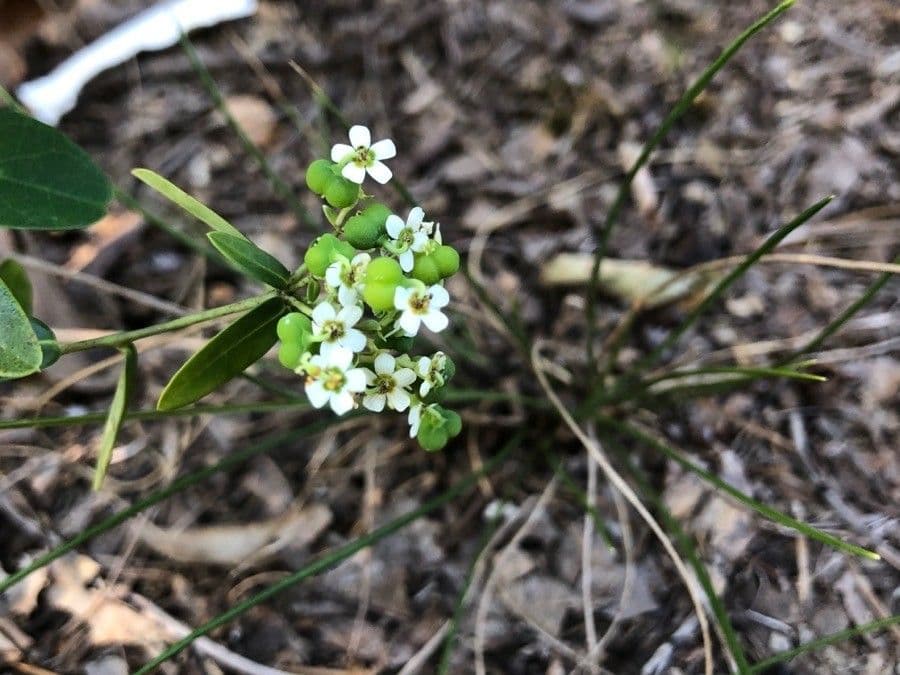 Euforbia corolla 8