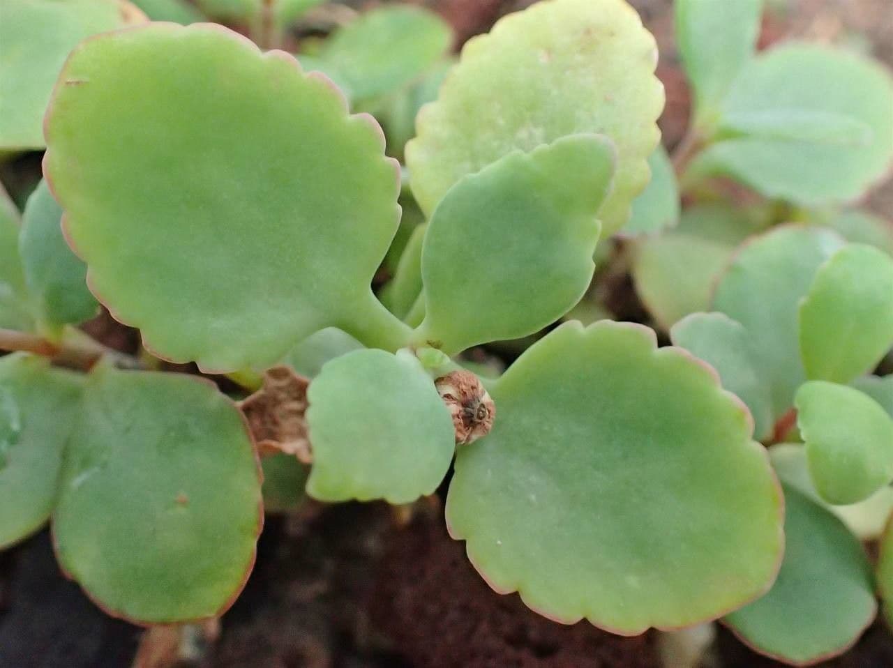 Kalanchoe 11
