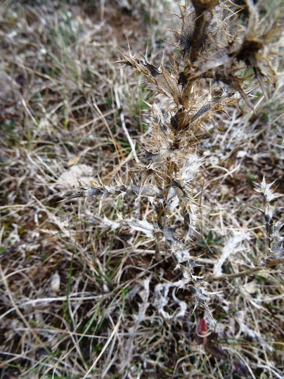 Carlina corimbosa 11