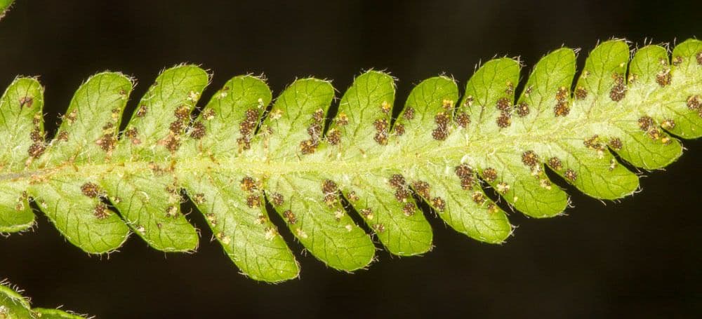Buchenfarn 25