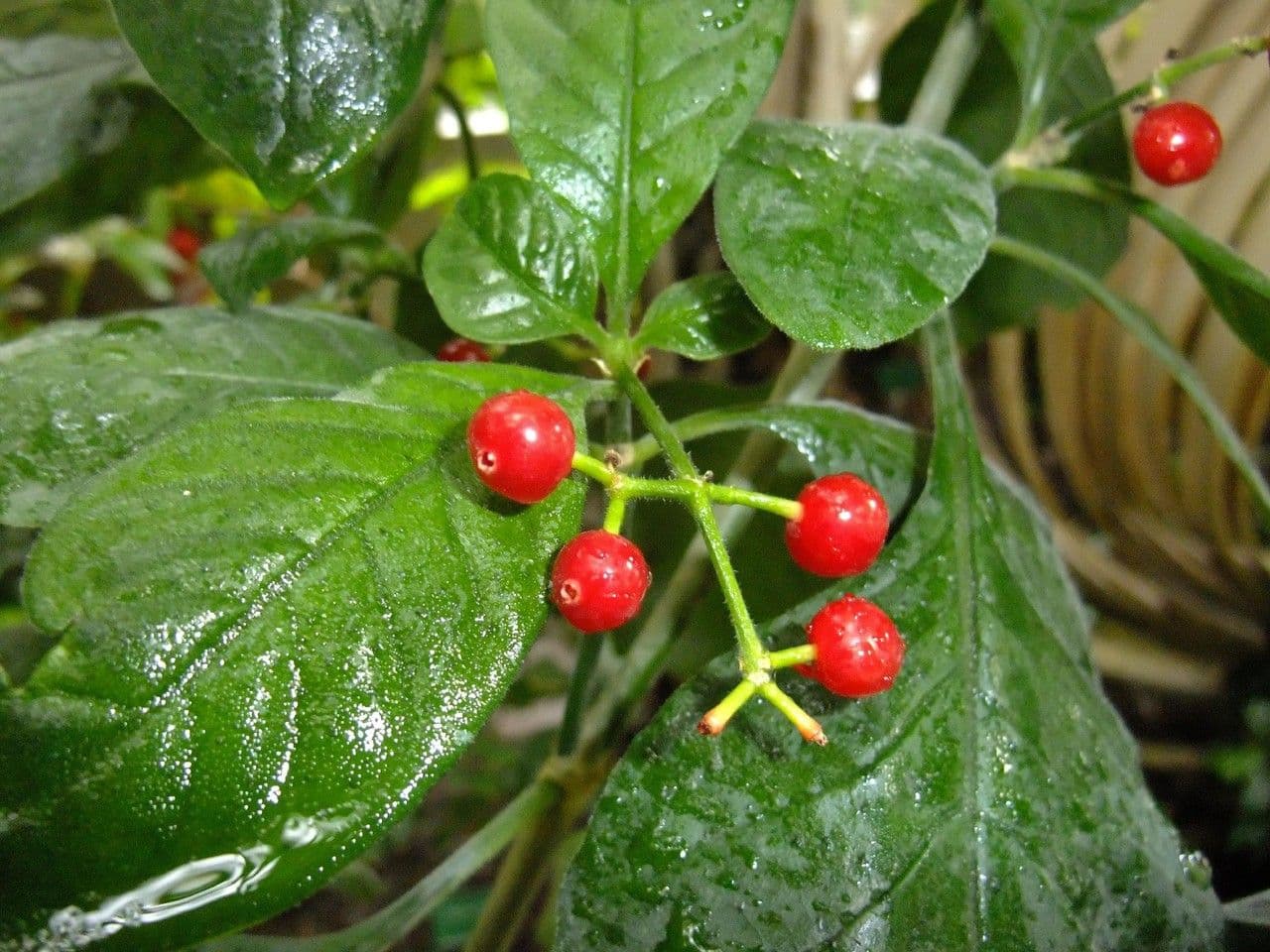 Psychotria punctata 5