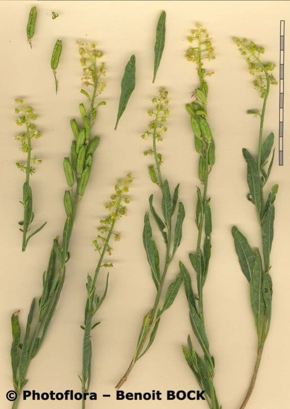Reseda 20