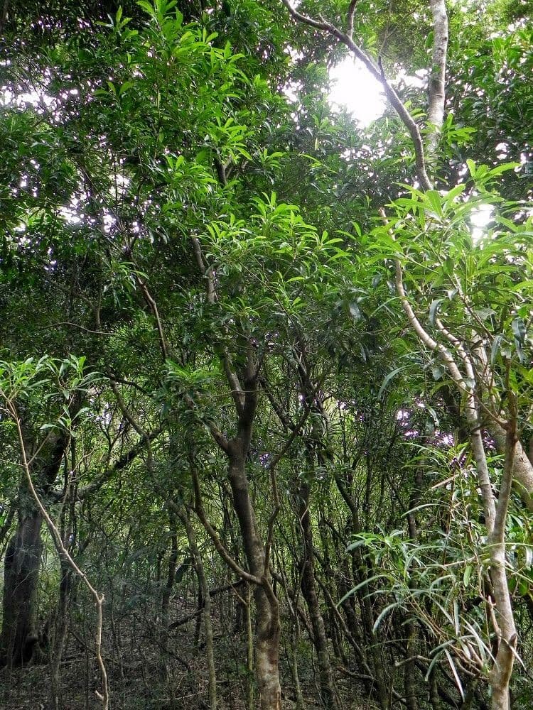 Codiaeum 7