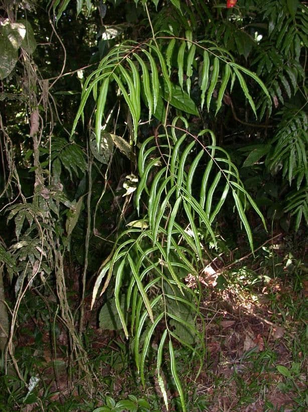 Salpichlaena