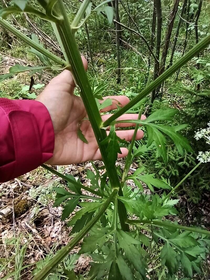 Pleurospermum austriaco 22