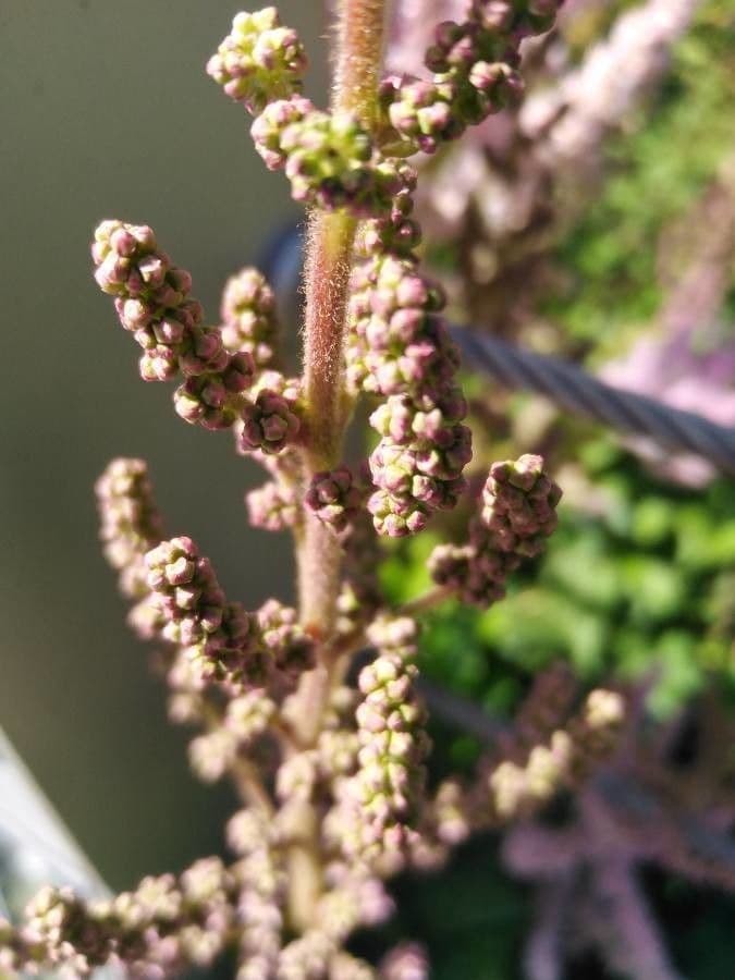 Astilbe giapponese 30