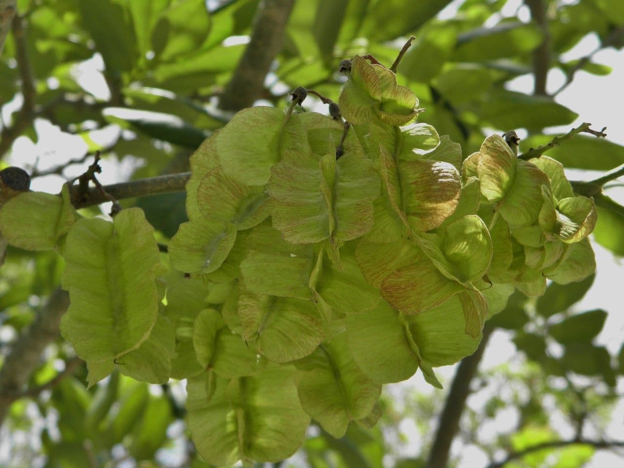 Piscidia piscipula 2