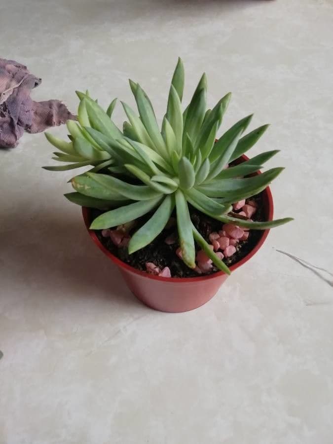 Dudleya 4