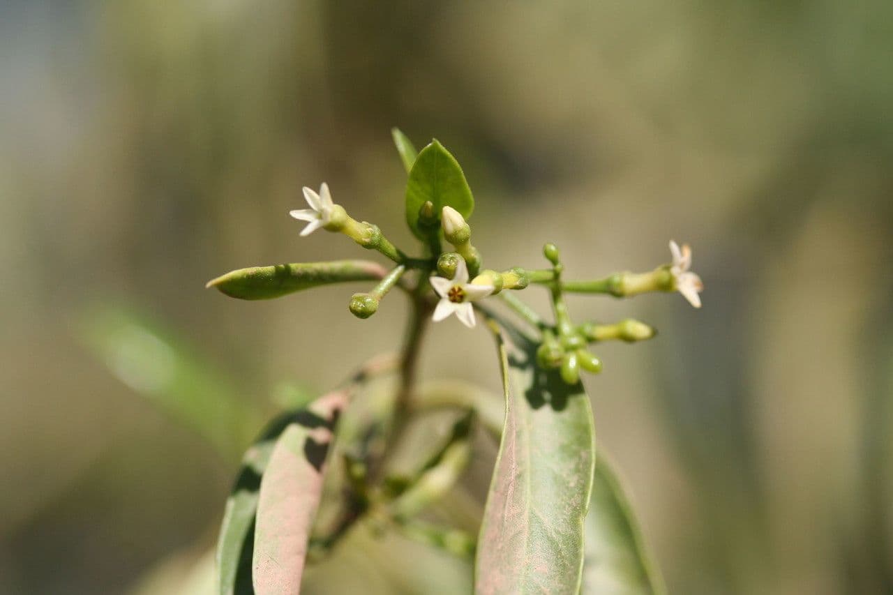 Vallesia 3