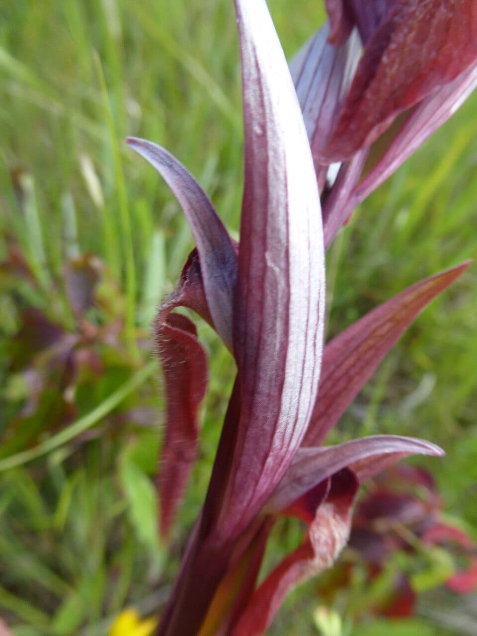 Serapiade vomeracea 7
