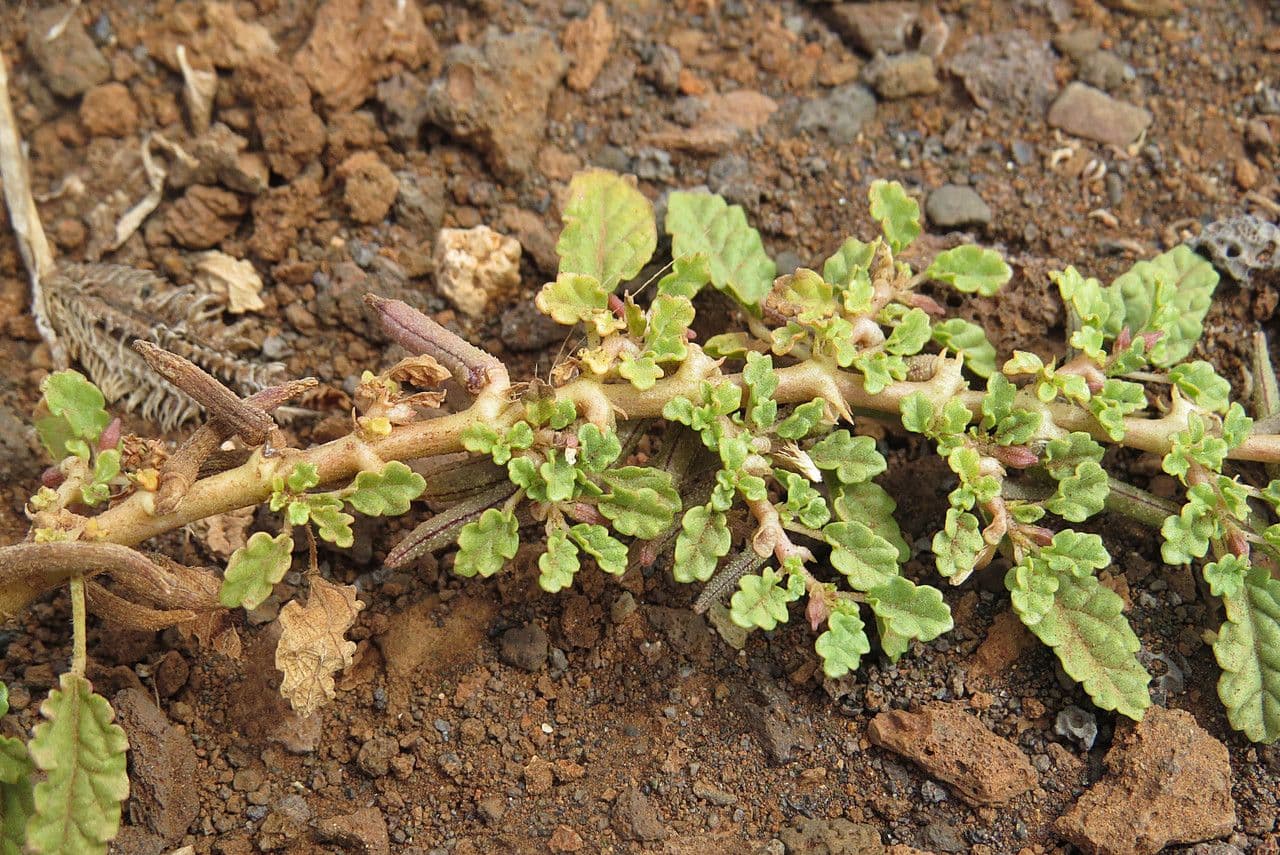 Corchorus 16