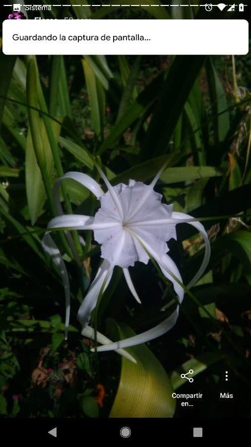 Hymenocallis 5