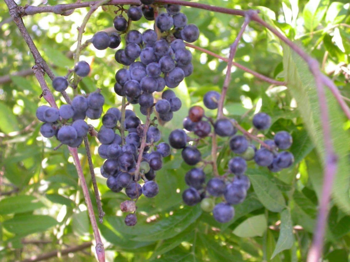 Vitis aestivalis 3