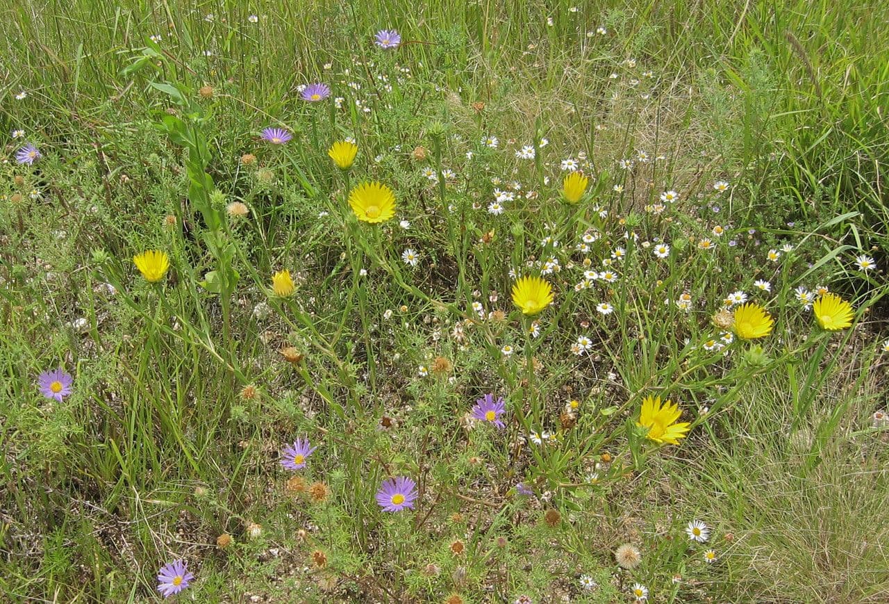 Xanthisma texaské 8