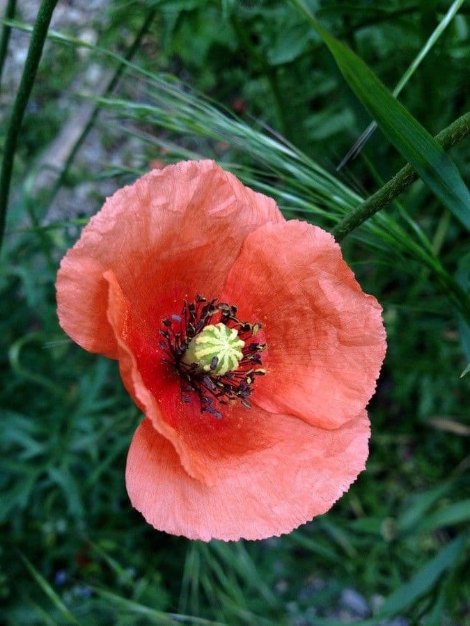 Saat-Mohn 9