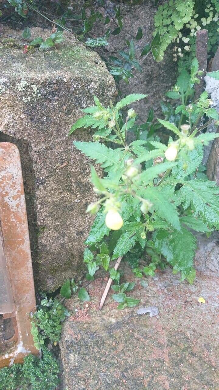 Calceolaria 9