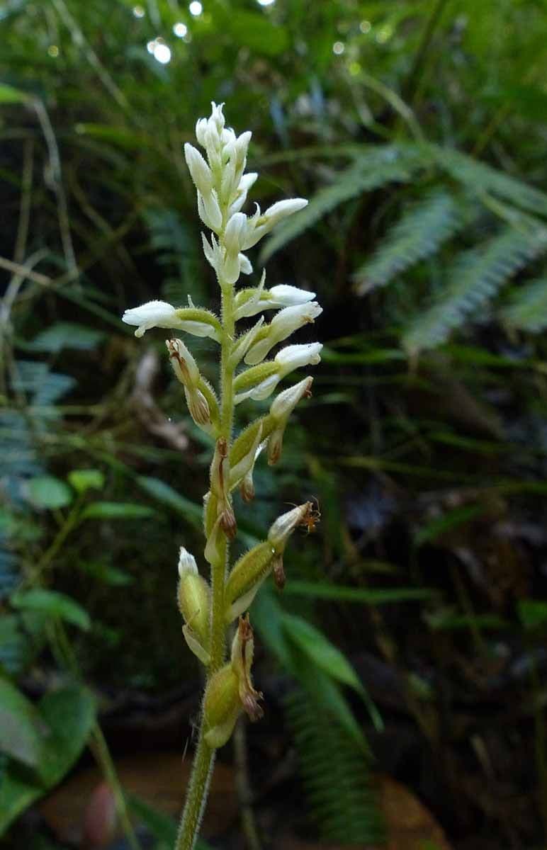 Microchilus plantagineus 3