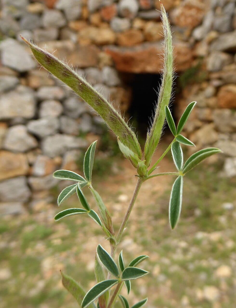 Citiso d'argento 5