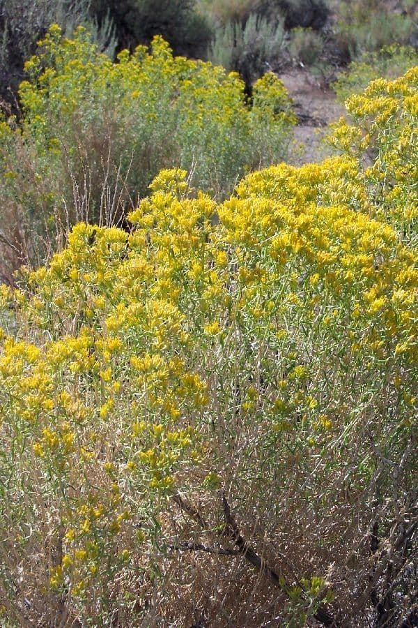 Chrysothamnus à feuilles collantes 6