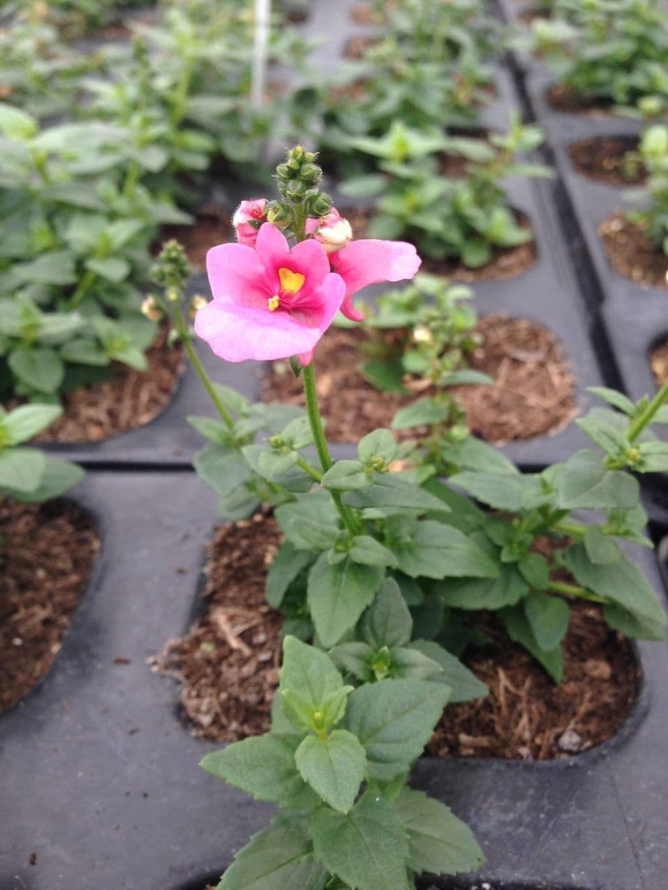 Diascia 11
