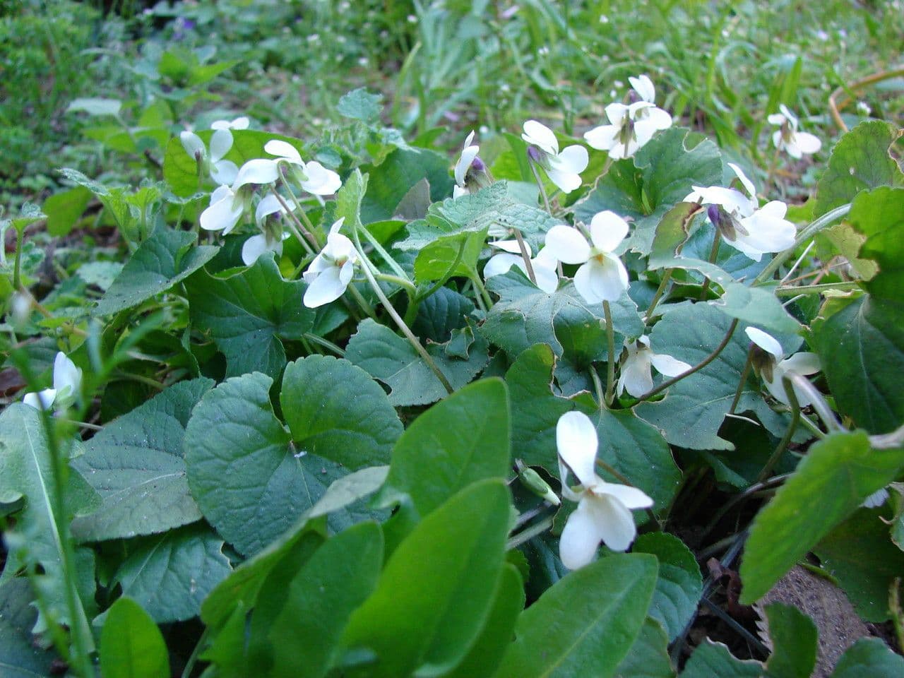 Viola odorata 8
