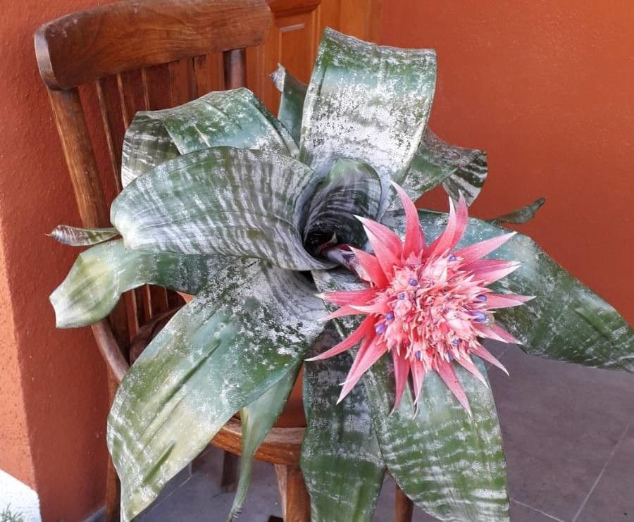 Aechmea 6