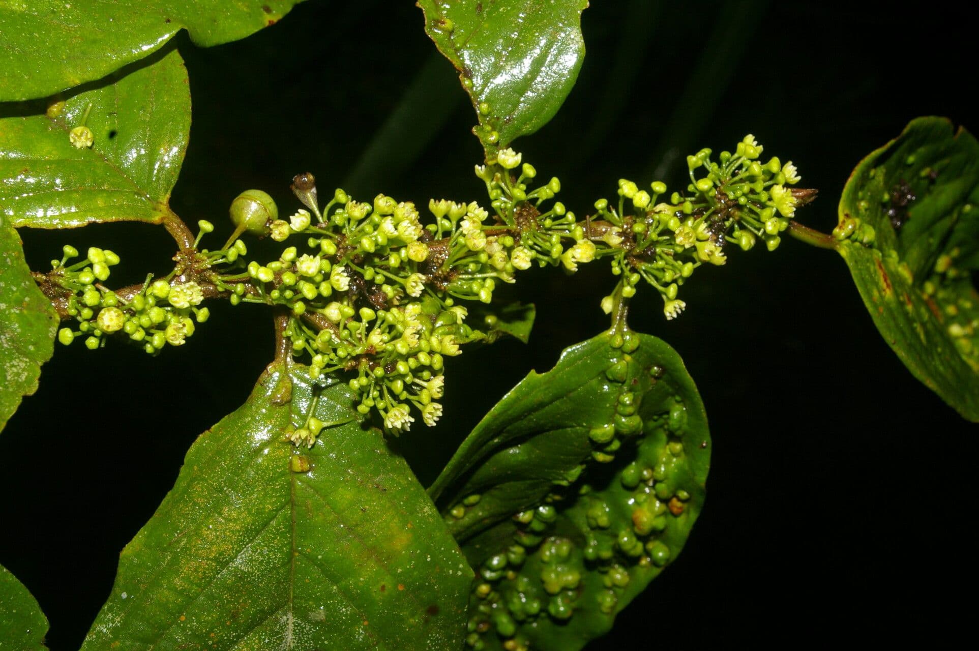 Colubrina 11