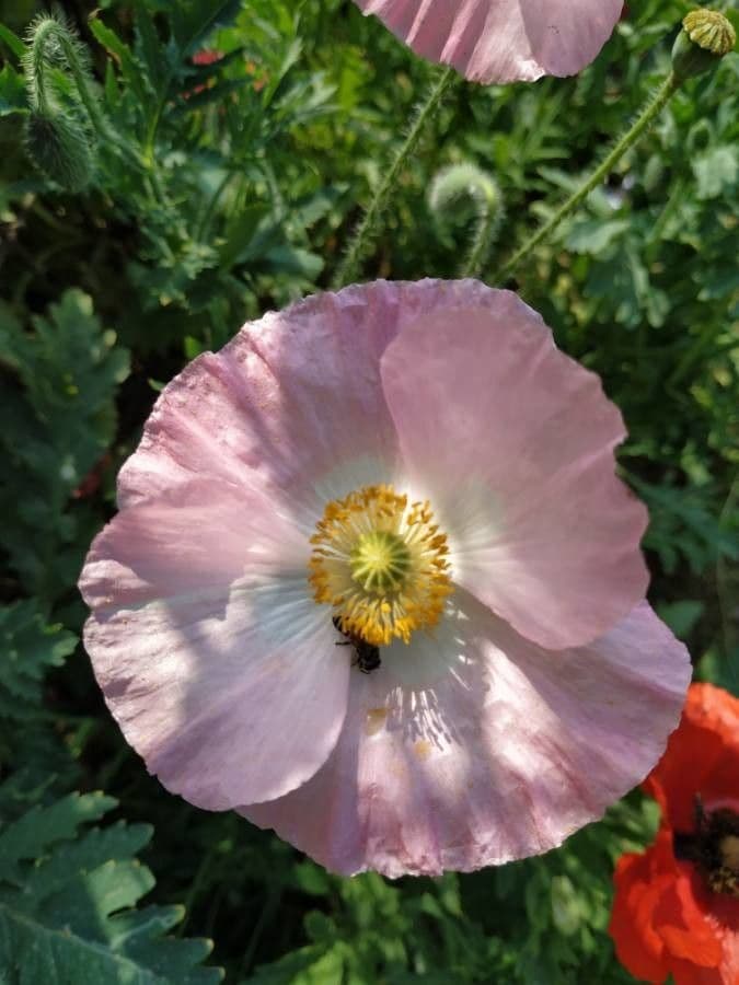 Schlafmohn 8