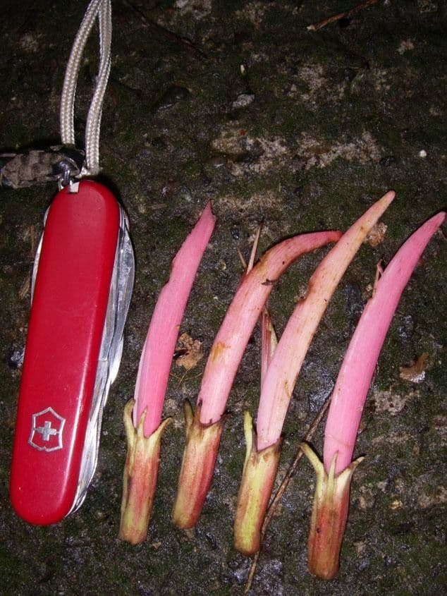 Coral 15