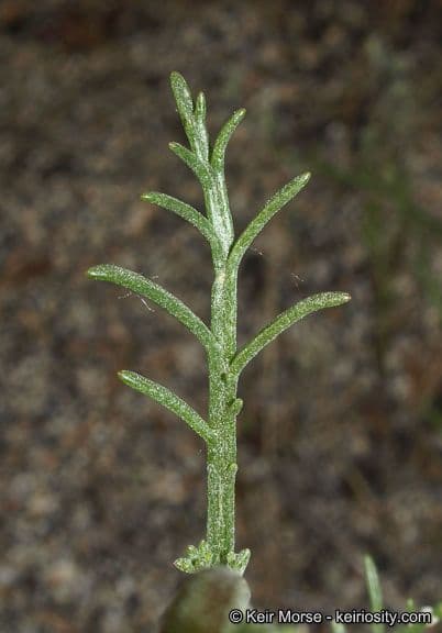 Chaenactis glabriuscula 13