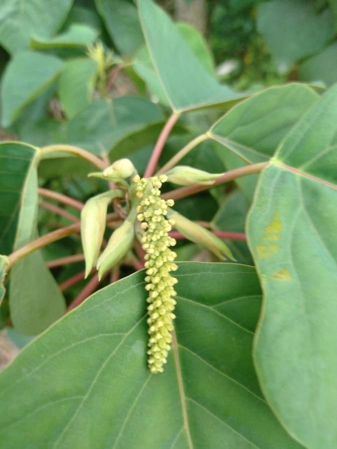 Homalanthus